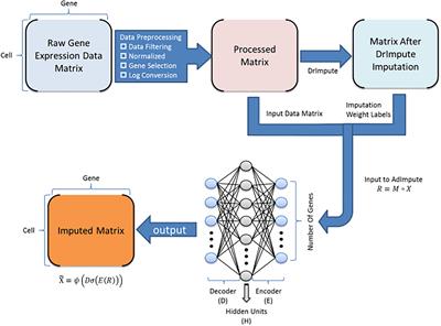 AdImpute: An Imputation Method for Single-Cell RNA-Seq Data Based on Semi-Supervised Autoencoders